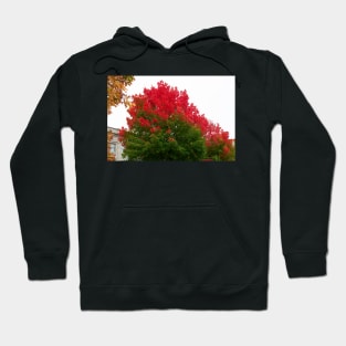 Red green fall trees thanksgiving Hoodie